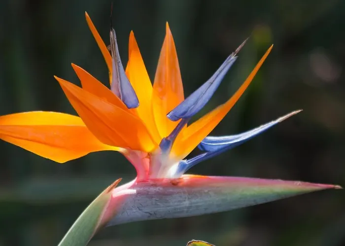 Moreno With Large Private Pool Jávea